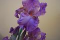 May_Taylortown 006